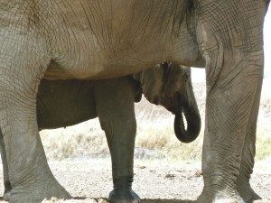 slony_v_kenii