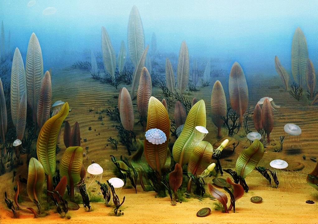 1 живые организмы на земле появились где. Водоросли кембрийского периода. Протерозойская Эра Кембрий. Сине зеленые водоросли Кембрийский период. Протерозойская Эра растения.